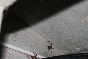 Dernière photo, il parait que les radioamateurs on une petite araigné dans le plafond ;) ;) ;)